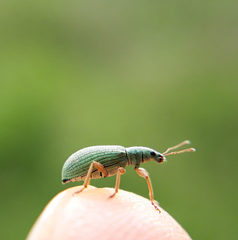 Polydrusus formosus