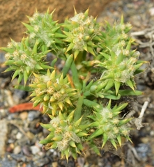 Gymnocarpos sclerocephalus