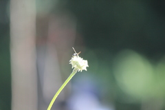 Parancistrocerus declivatus