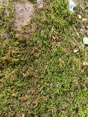 Scorpiurium circinatum