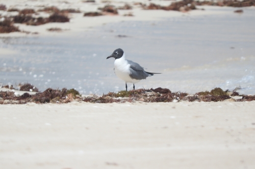 Gaviota pipizcán (Larus pipixcan)