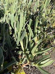 Carpobrotus quadrifidus