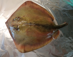 Dasyatis pastinaca