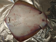 Dasyatis pastinaca