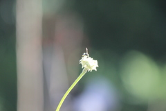 Parancistrocerus declivatus