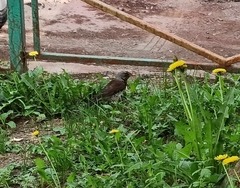 Turdus pilaris