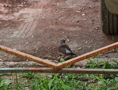 Turdus pilaris