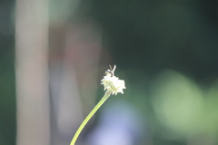 Parancistrocerus declivatus