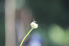 Parancistrocerus declivatus