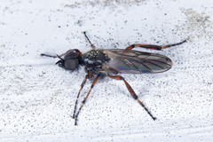 Bibio xanthopus
