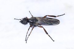 Bibio xanthopus