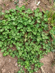 Trifolium repens repens