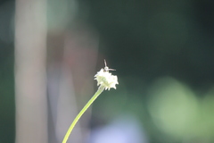 Parancistrocerus declivatus