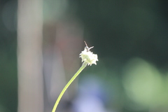 Parancistrocerus declivatus