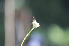 Parancistrocerus declivatus