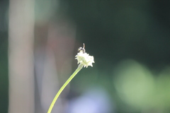 Parancistrocerus declivatus