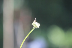 Parancistrocerus declivatus