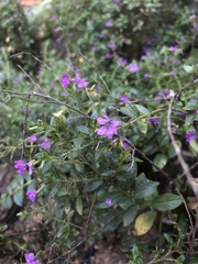 Lythraceae