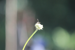 Parancistrocerus declivatus