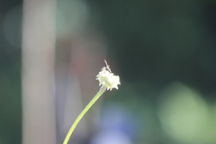 Parancistrocerus declivatus