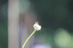 Parancistrocerus declivatus