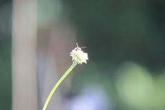 Parancistrocerus declivatus