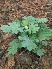 Macleaya cordata