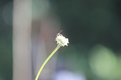 Parancistrocerus declivatus