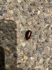 Phyllophaga