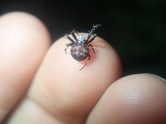 Araneus rotundulus