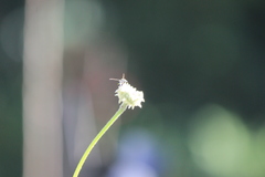 Parancistrocerus declivatus