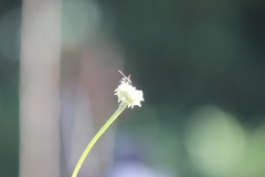 Parancistrocerus declivatus