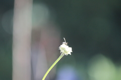 Parancistrocerus declivatus