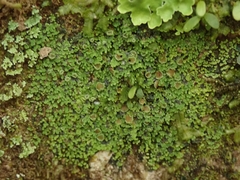 Psoroma asperellum