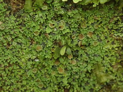 Psoroma asperellum