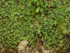 Psoroma asperellum