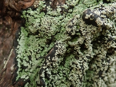 Pannaria implexa
