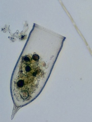 Favella