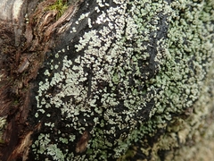 Pannaria implexa
