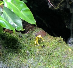 Phyllobates terribilis