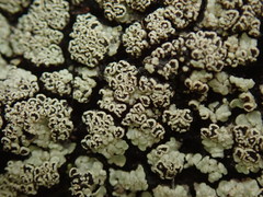 Pannaria implexa