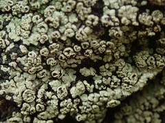 Pannaria implexa