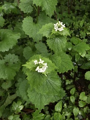 Alliaria petiolata