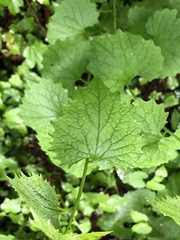 Alliaria petiolata