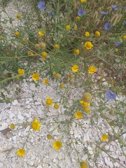Anacyclus radiatus