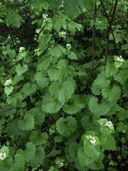 Alliaria petiolata