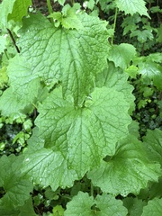 Alliaria petiolata