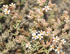Frankenia corymbosa