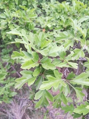 Crataegus monogyna