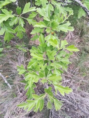 Crataegus monogyna